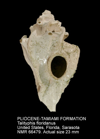 PLIOCENE-TAMIAMI FORMATION Talityphis floridanus.jpg - PLIOCENE-TAMIAMI FORMATIONTalityphis floridanus(Dall,1890)